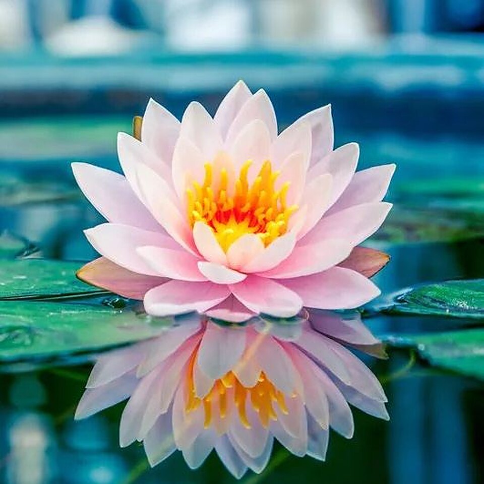 Fleur de lotus rose posée sur l'eau